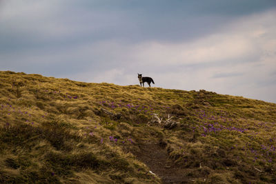 Domestic dog on flowering dry grass hillside landscape photo