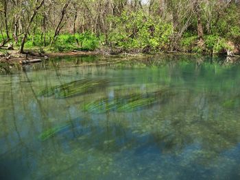 Scenic view of lake in forest