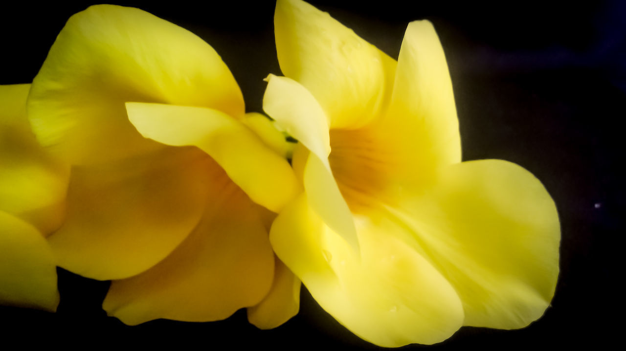 CLOSE-UP OF YELLOW FLOWER