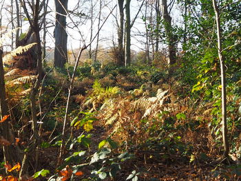 Trees growing in forest