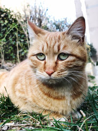 pet