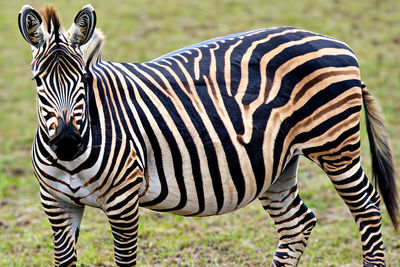 Zebra. Zebra in