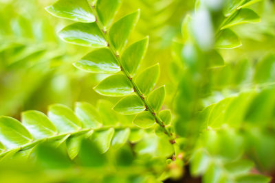 leaf