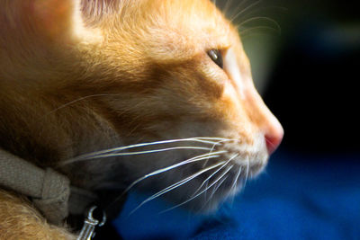 Close-up of cat looking away