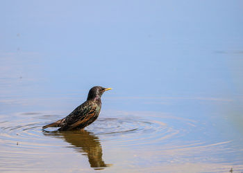 Bird in a lake