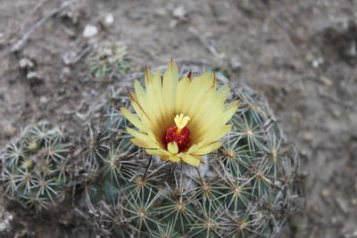 Close-up of yellow flower blooming in field