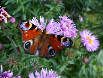 Close-up of butterfly pollinating on purple flower