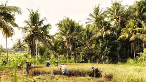 People working on agricultural field against sky
