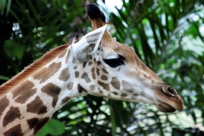 Close-up of giraffe