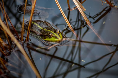 Close-up of grasshopper on twig