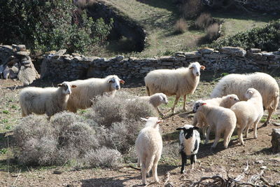 Sheep on field