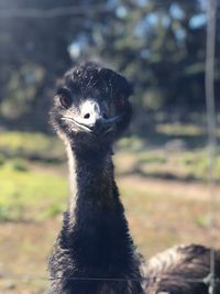 Ostrich saying hello 