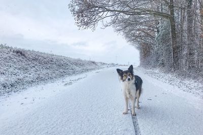 Dog on road against sky during winter