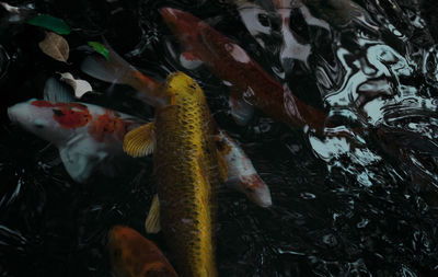 High angle view of koi carps swimming in water