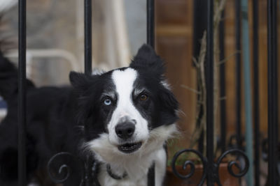 Border collie with heterochromia