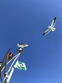 Low angle view of seagull flying in sky