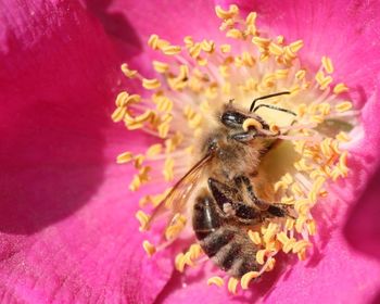 Close-up of bee pollinating on pink flower