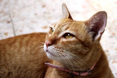 Close-up of ginger cat