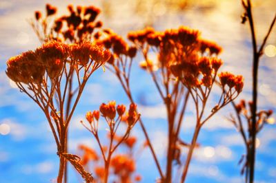 Close-up of plant against sky at sunset