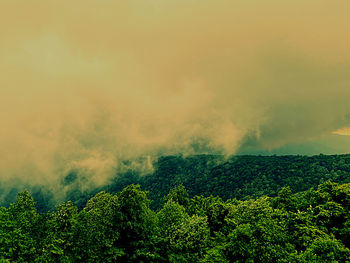 Scenic view of forest against sky