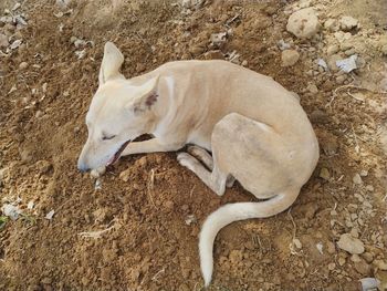 High angle view of a horse on field