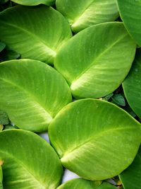 Full frame shot of green plant