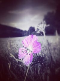 Close-up of pink cosmos flower blooming against sky