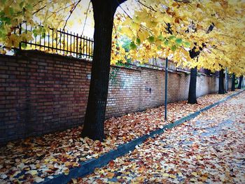 Fallen leaves on tree during autumn