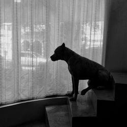 Silhouette pit bull terrier on steps by curtain at home