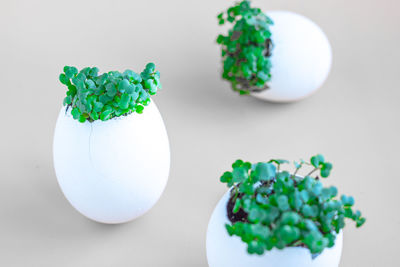 Fresh arugula green sprouts in egg shells on brown background. selective focus.