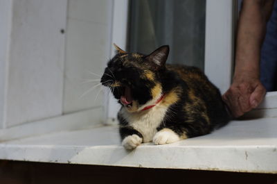 Cat sitting on floor at home