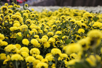 Close-up of fresh yellow flowers blooming in field