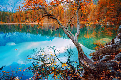 Scenic view of lake in forest during autumn