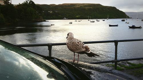 Close-up of bird in water