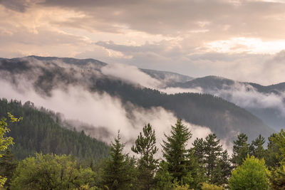 Fog in the forest at bulgaria.