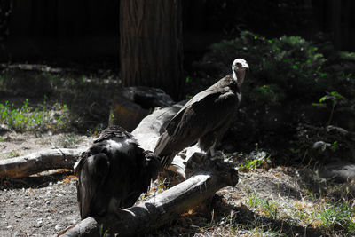 Vultures perching on wood in forest
