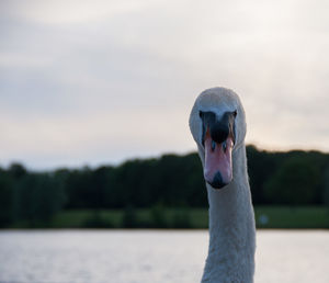 Close-up of swan by river against sky during sunset