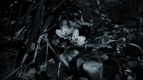 Close-up of flowers