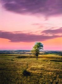 Trees on field against sky at sunset