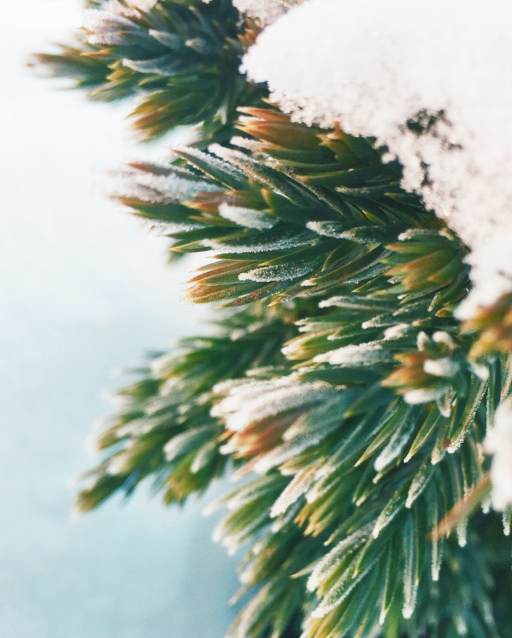 plant, tree, pine tree, cold temperature, snow, winter, growth, nature, close-up, needle - plant part, branch, focus on foreground, beauty in nature, coniferous tree, no people, day, fir tree, selective focus, frozen, outdoors