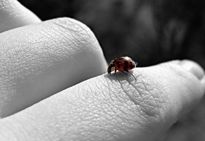 Close-up of ladybug on finger