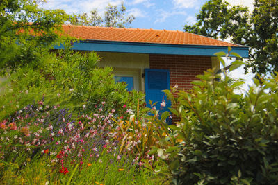 Flowering plants by house against sky