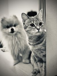 Close-up portrait of a cat