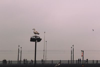 Seagulls perching on sea against clear sky during sunset