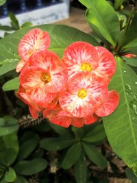 Close-up of red flowering plant