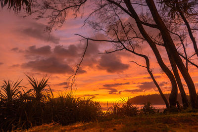 Silhouette trees against sky during sunset