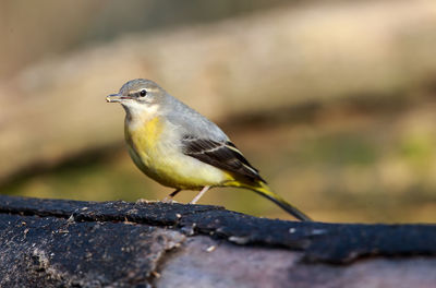 Close-up of bird perching on wood