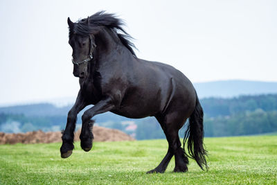 Horse standing in a field