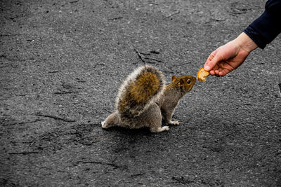 Man feeding squirrel