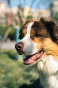 Close-up of dog looking away